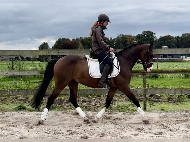 NRPS Gelding 5 years 15,2 hh Bay-Dark in Barneveld