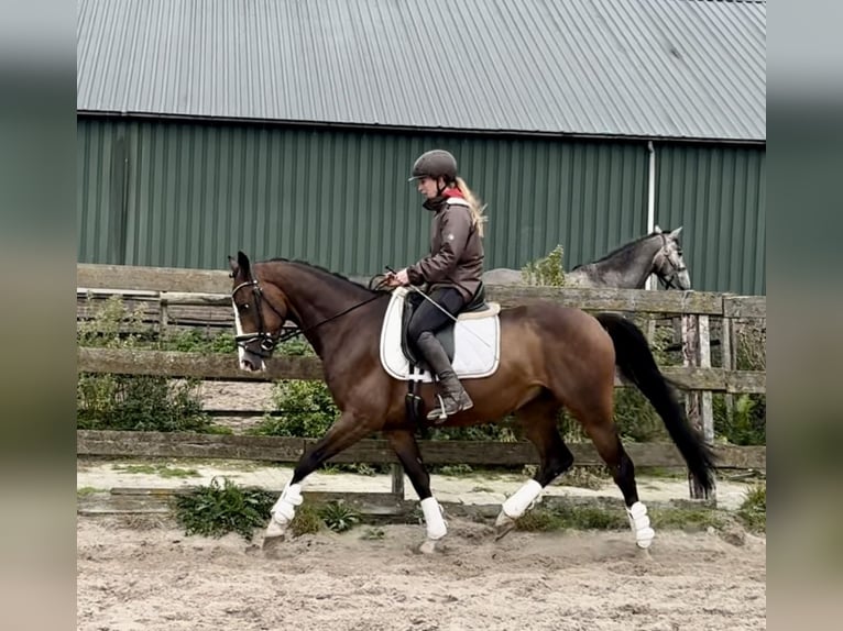 NRPS Gelding 5 years 15,2 hh Bay-Dark in Barneveld