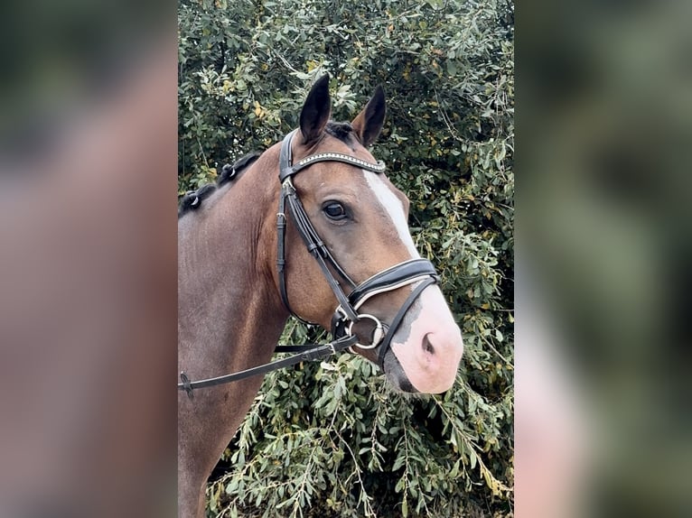 NRPS Gelding 5 years 15,2 hh Bay-Dark in Barneveld
