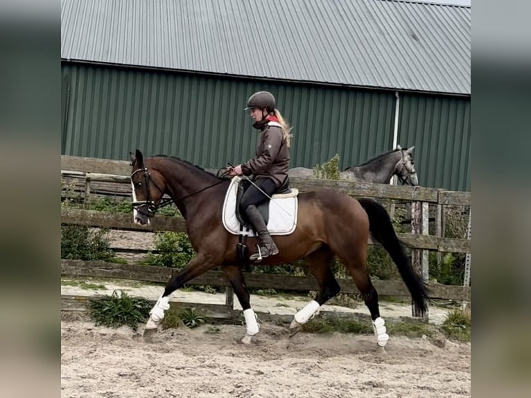 NRPS Gelding 5 years 15,2 hh Brown in Barneveld
