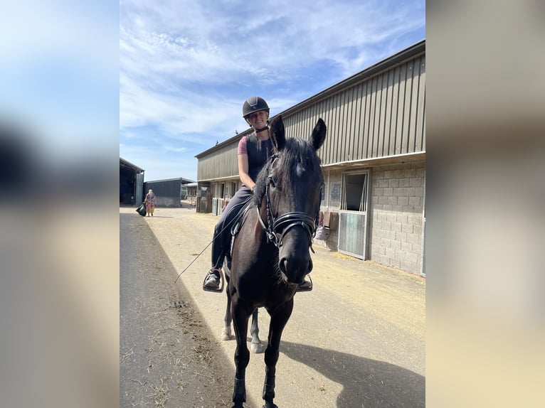 NRPS Gelding 5 years 16 hh Black in Aalsmeer