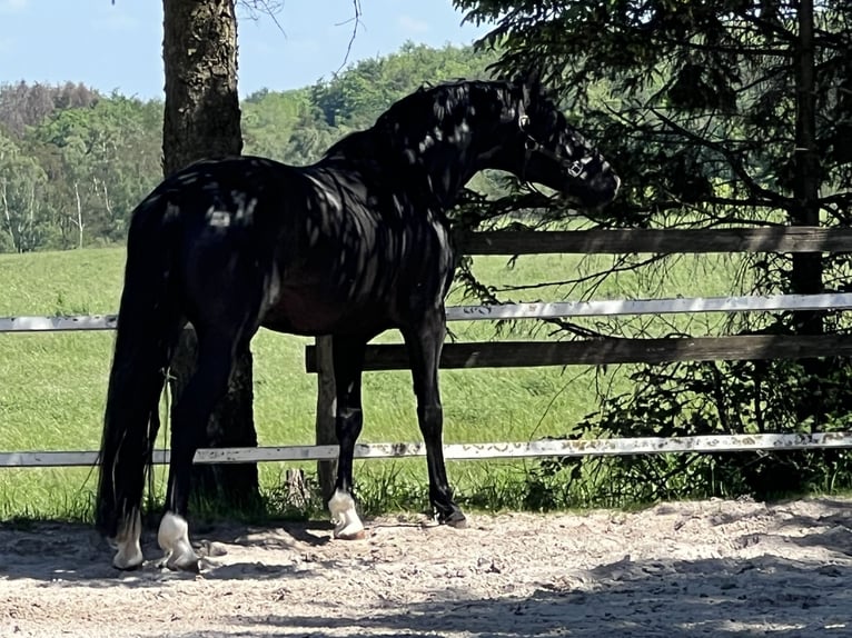 NRPS Gelding 5 years 16 hh Black in Stolberg (Rheinland)Stolberg