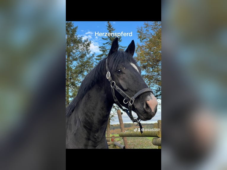 NRPS Gelding 5 years 16 hh Black in Stolberg (Rheinland)Stolberg