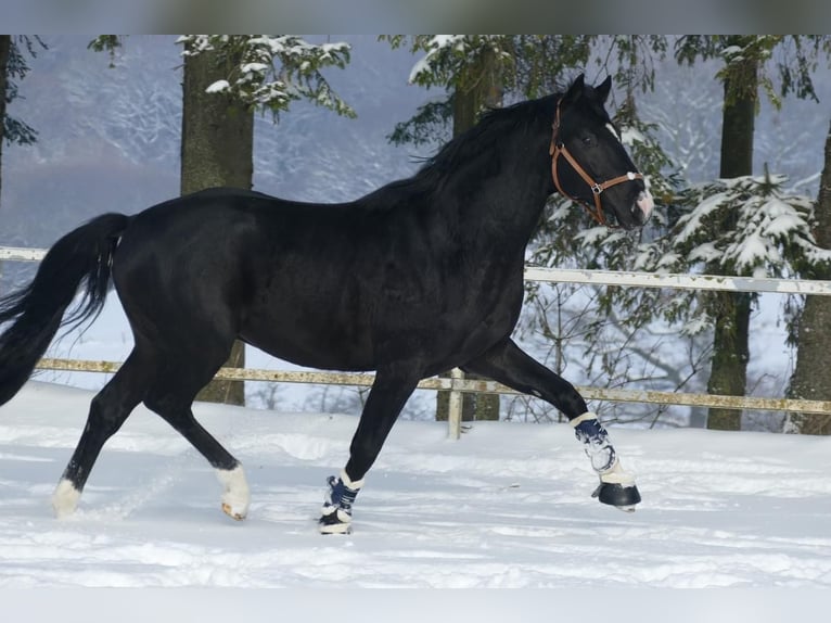 NRPS Gelding 5 years 16 hh Black in Stolberg (Rheinland)Stolberg