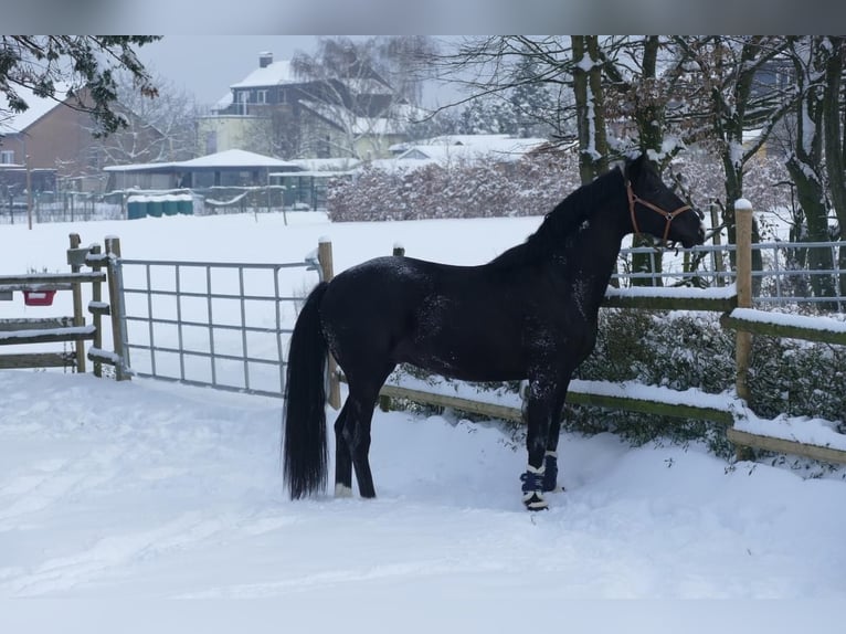 NRPS Gelding 5 years 16 hh Black in Stolberg (Rheinland)Stolberg