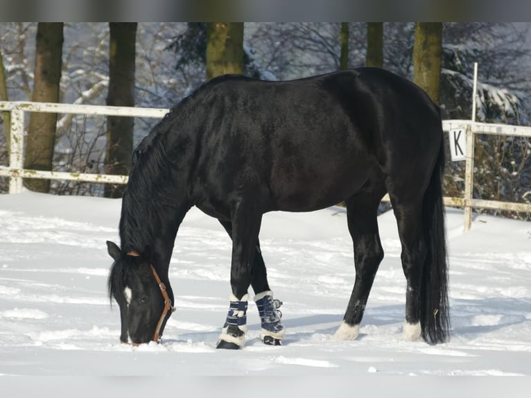 NRPS Gelding 5 years 16 hh Black in Stolberg (Rheinland)Stolberg