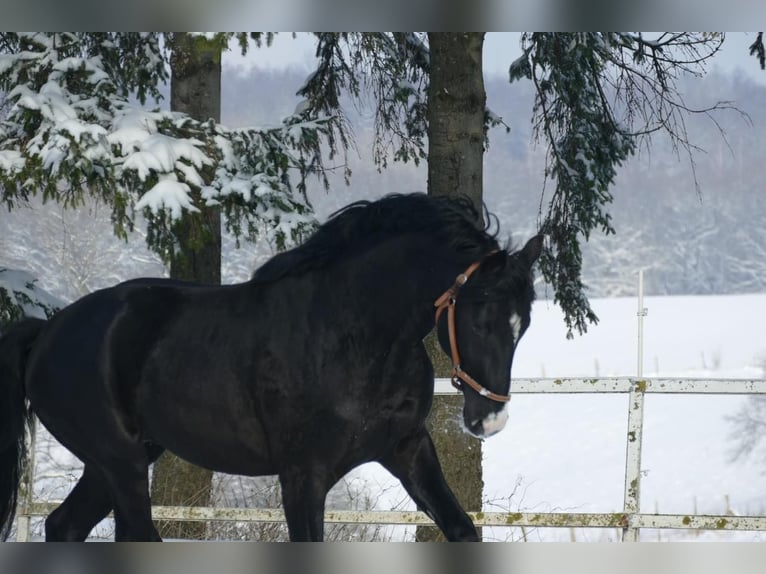 NRPS Gelding 5 years 16 hh Black in Stolberg (Rheinland)Stolberg