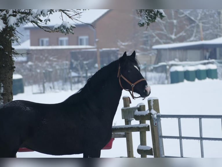 NRPS Gelding 5 years 16 hh Black in Stolberg (Rheinland)Stolberg