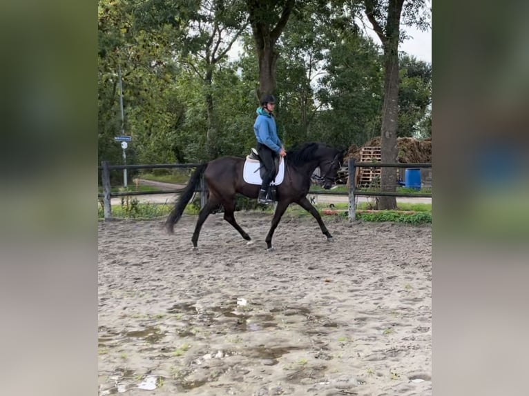 NRPS Gelding 5 years 16 hh Smoky-Black in Appingedam