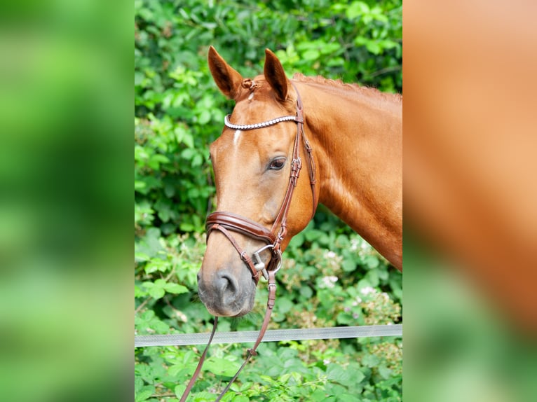 NRPS Gelding 5 years 17 hh Chestnut-Red in Maarsbergen