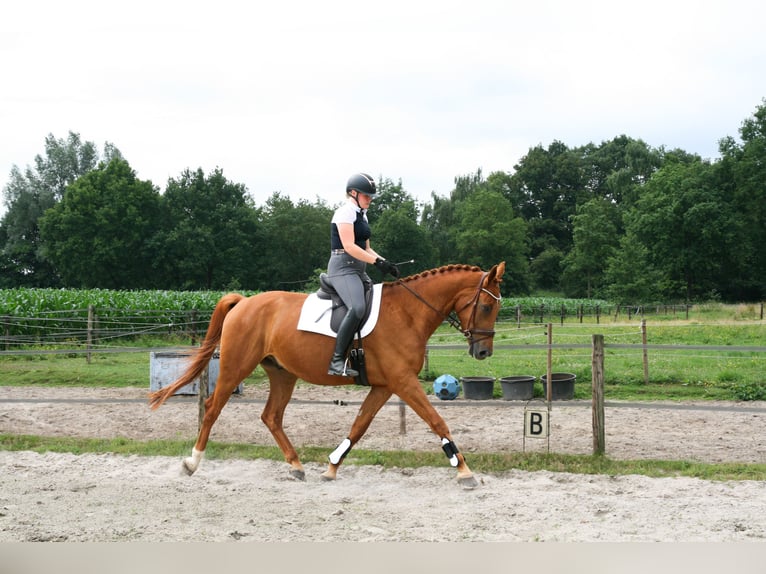 NRPS Gelding 5 years 17 hh Chestnut-Red in Maarsbergen