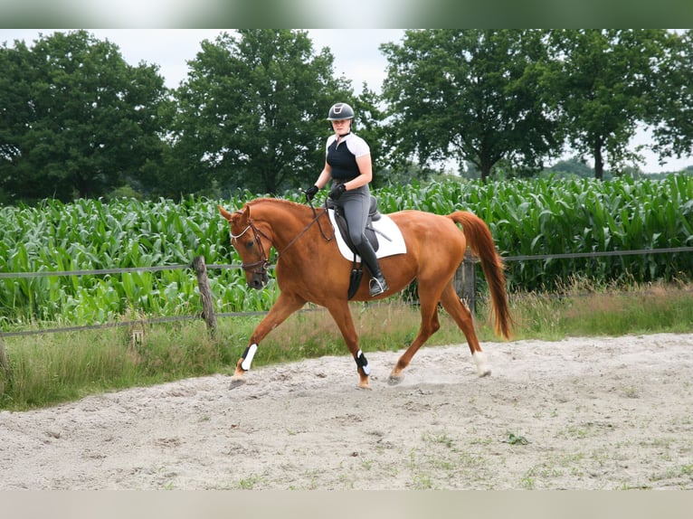 NRPS Gelding 5 years 17 hh Chestnut-Red in Maarsbergen