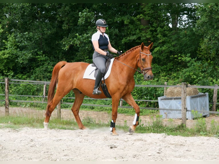 NRPS Gelding 5 years 17 hh Chestnut-Red in Maarsbergen