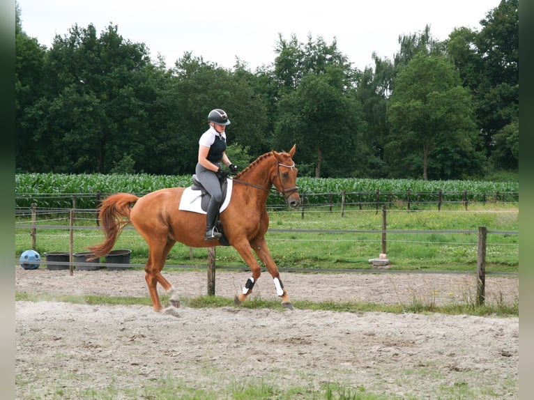 NRPS Gelding 5 years 17 hh Chestnut-Red in Maarsbergen
