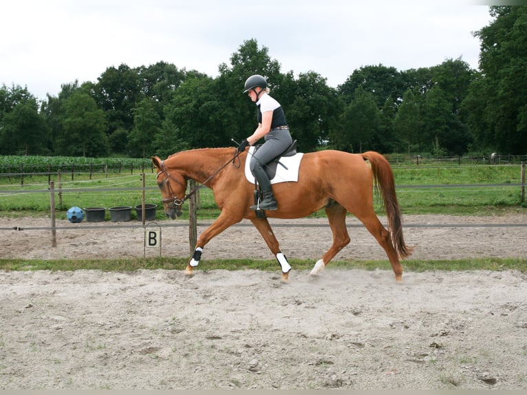 NRPS Gelding 5 years 17 hh Chestnut-Red in Maarsbergen