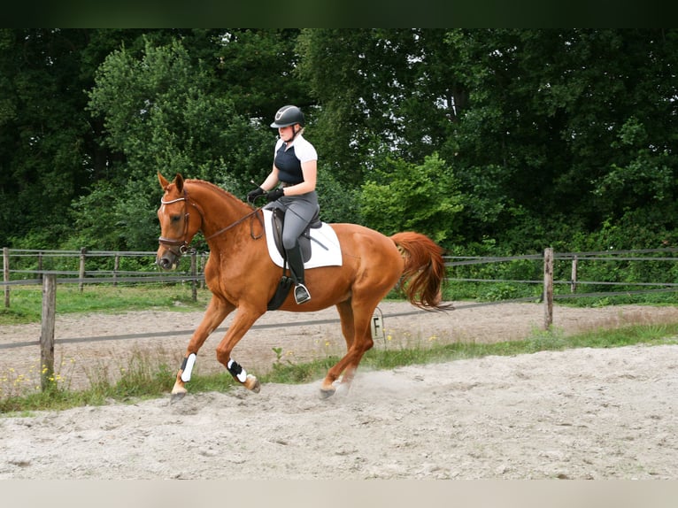 NRPS Gelding 5 years 17 hh Chestnut-Red in Maarsbergen