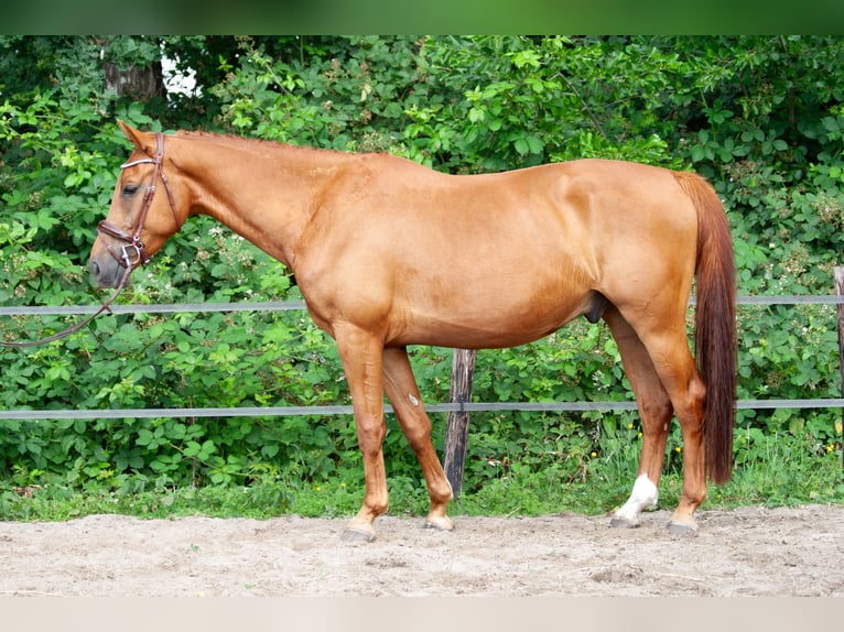 NRPS Gelding 5 years 17 hh Chestnut-Red in Maarsbergen