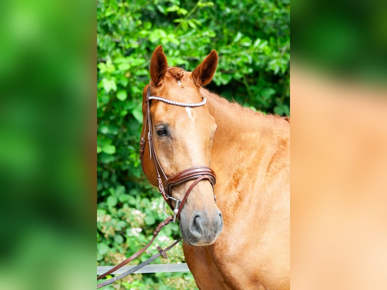 NRPS Gelding 5 years 17 hh Chestnut-Red in Maarsbergen