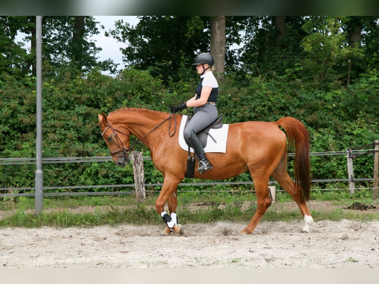 NRPS Gelding 5 years 17 hh Chestnut-Red in Maarsbergen
