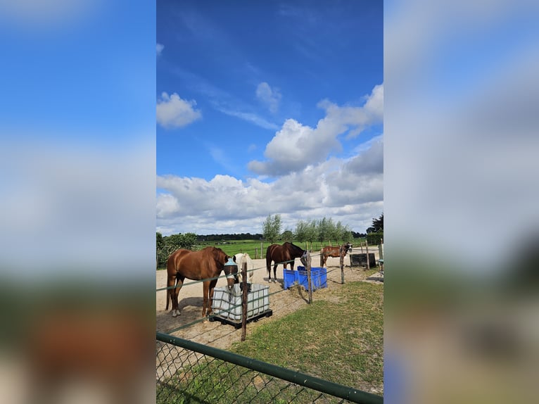 NRPS Gelding 5 years Chestnut-Red in Westerlee