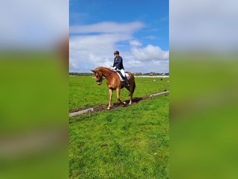 NRPS Gelding 5 years Chestnut-Red in Westerlee