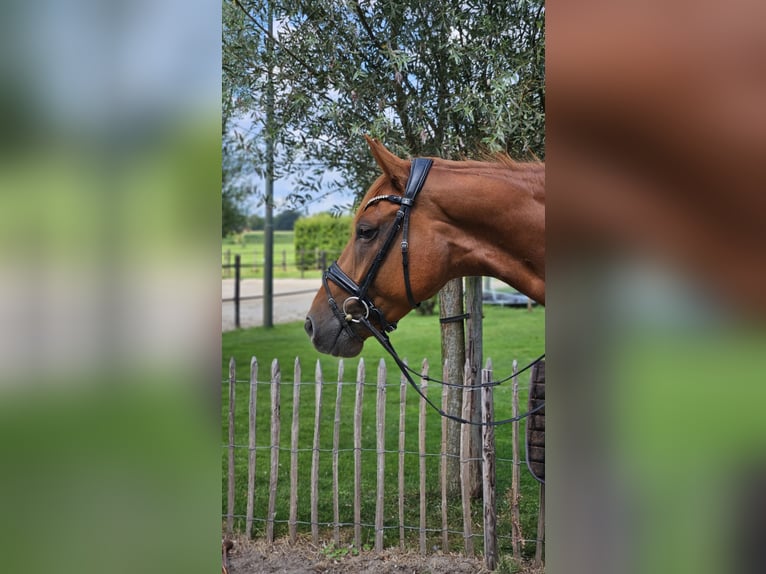 NRPS Gelding 5 years Chestnut-Red in Westerlee