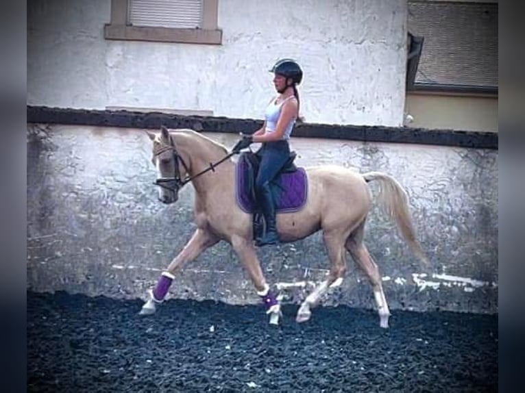 NRPS Gelding 5 years Palomino in Bauschleiden