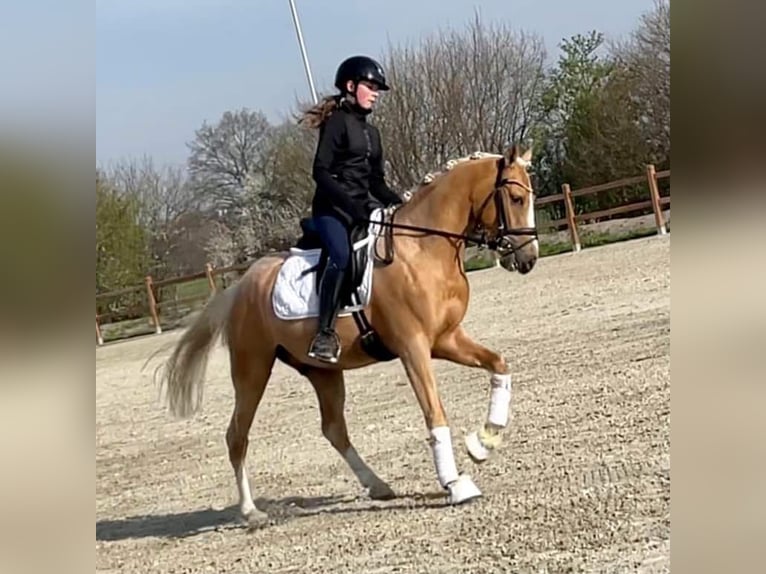 NRPS Gelding 5 years Palomino in Bauschleiden