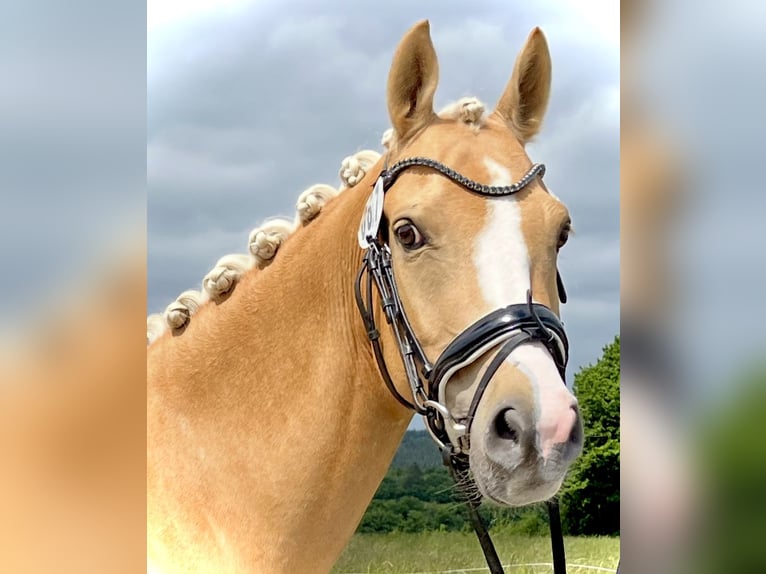 NRPS Gelding 5 years Palomino in Bauschleiden