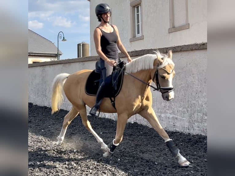 NRPS Gelding 5 years Palomino in Bauschleiden