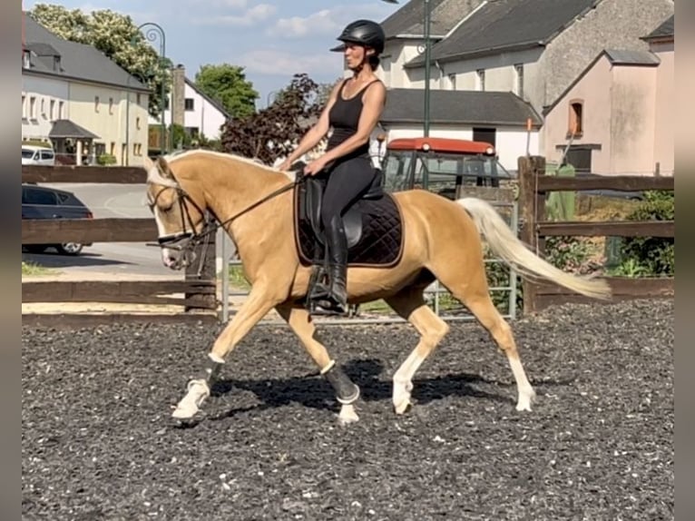 NRPS Gelding 5 years Palomino in Bauschleiden