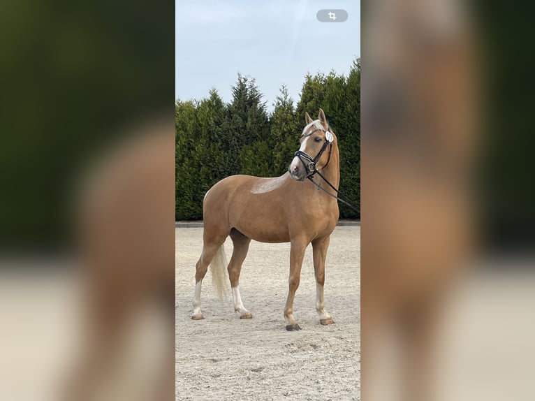 NRPS Gelding 5 years Palomino in Bauschleiden