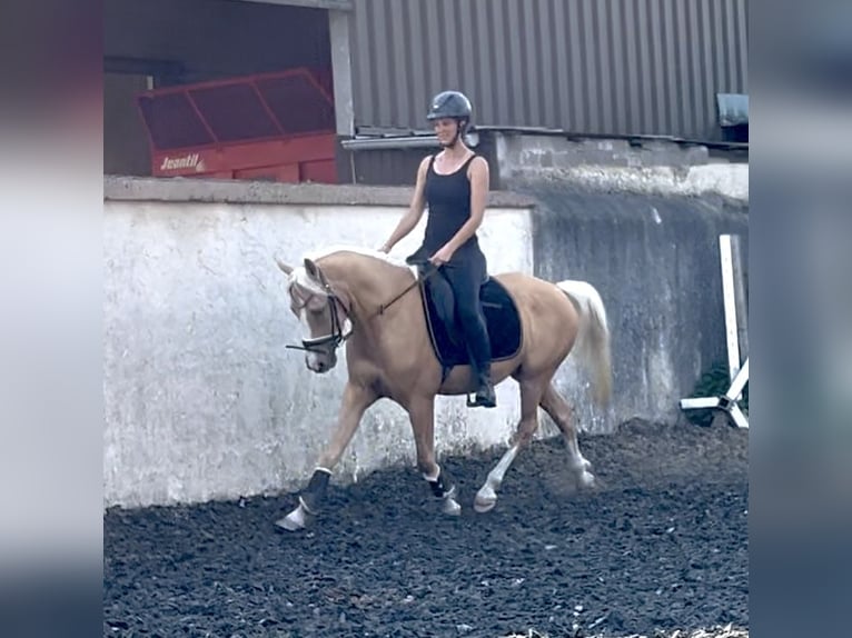 NRPS Gelding 5 years Palomino in Bauschleiden