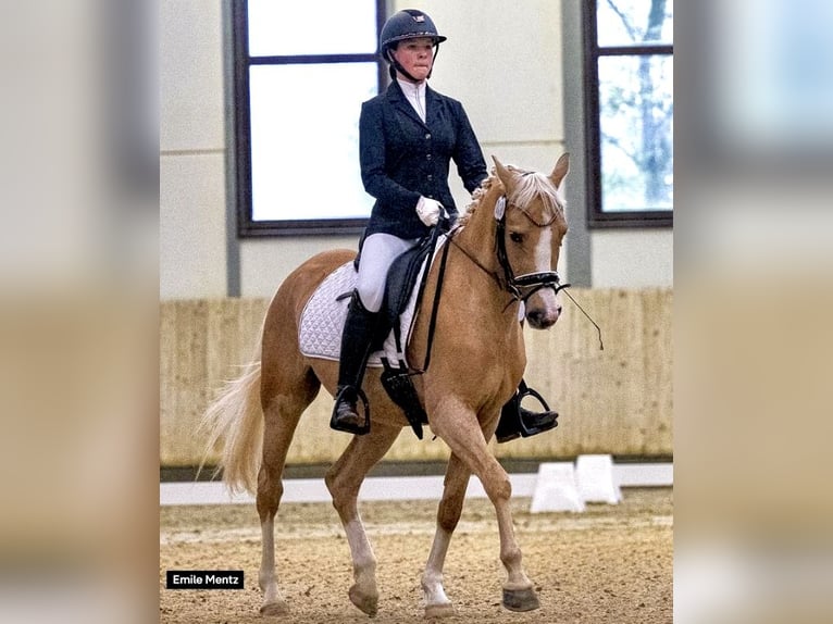 NRPS Gelding 5 years Palomino in Bauschleiden