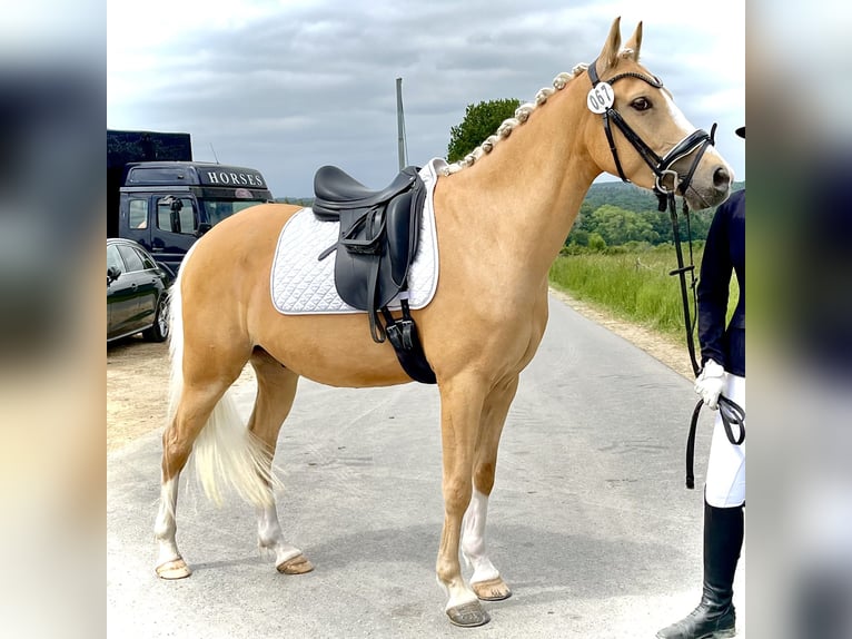 NRPS Gelding 5 years Palomino in Bauschleiden