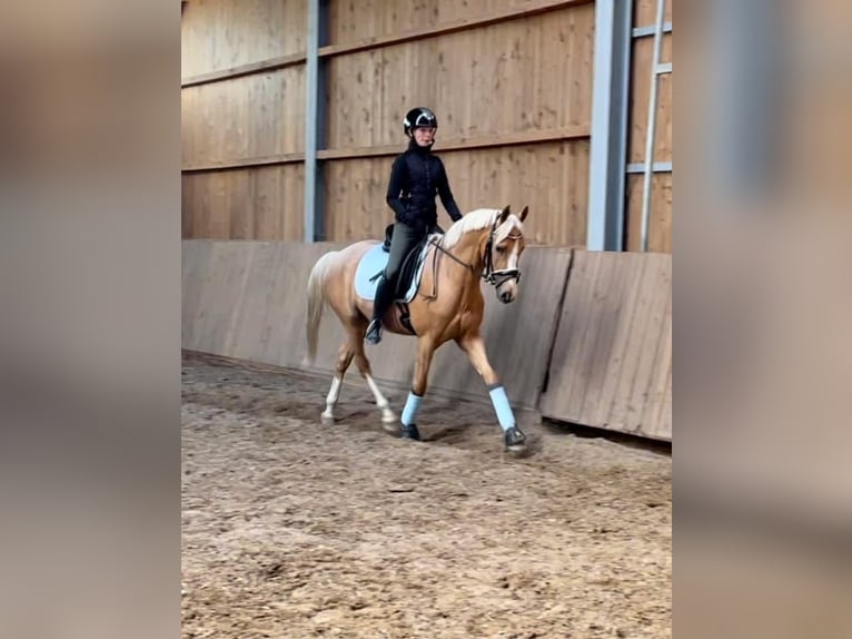 NRPS Gelding 5 years Palomino in Bauschleiden