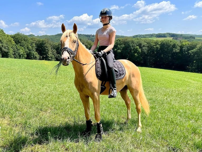 NRPS Gelding 5 years Palomino in Bauschleiden