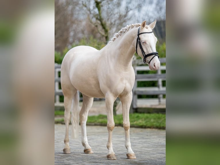 NRPS Gelding 6 years 14 hh Palomino in Beek