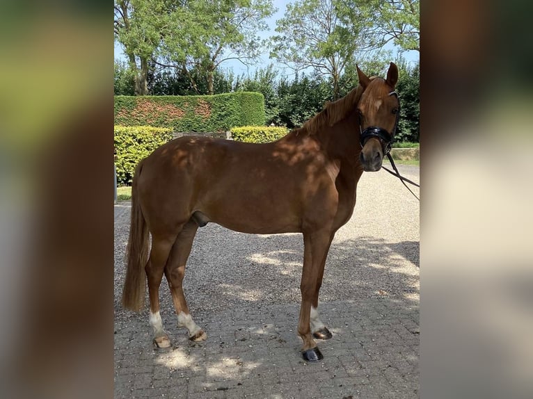 NRPS Gelding 6 years 14,1 hh Chestnut-Red in Alphen GLD