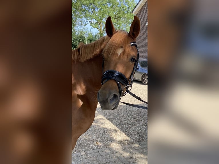 NRPS Gelding 6 years 14,1 hh Chestnut-Red in Alphen GLD