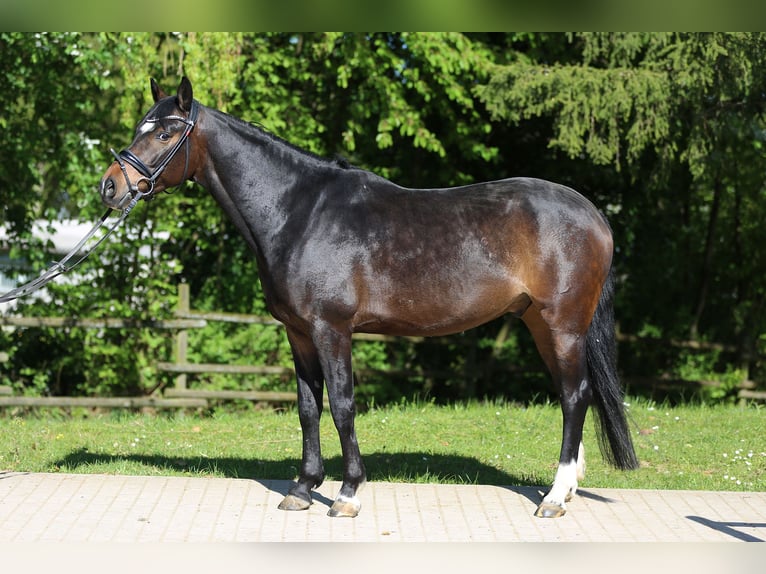 NRPS Gelding 6 years 14,2 hh Brown in Göppingen