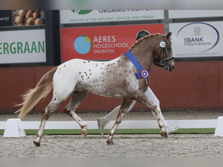 NRPS Gelding 6 years 14,3 hh Leopard-Piebald in Eindhoven