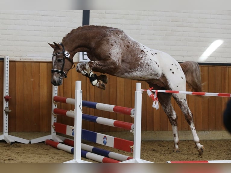 NRPS Gelding 6 years 14,3 hh Leopard-Piebald in Eindhoven