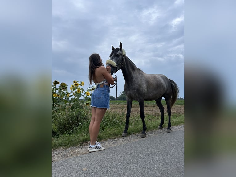 NRPS Mix Gelding 6 years 15,1 hh Gray-Blue-Tan in Uedem