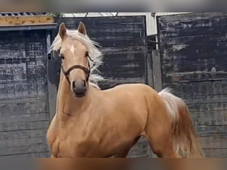 NRPS Gelding 6 years 15,1 hh Palomino in De Rijp