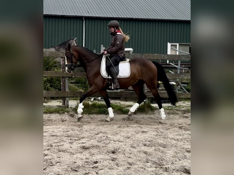 NRPS Gelding 6 years 15.2 hh Brown in Barneveld