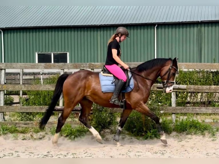 NRPS Gelding 6 years 15.2 hh Brown in Barneveld
