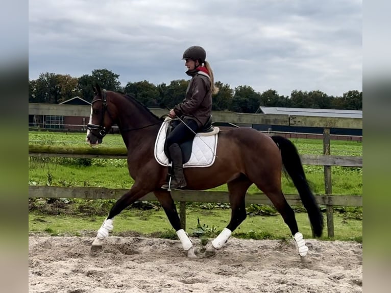 NRPS Gelding 6 years 15,2 hh Brown in Barneveld