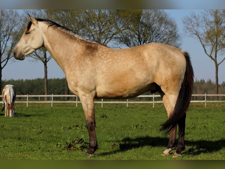 NRPS Mix Gelding 6 years 15,3 hh Buckskin in Oldeberkoop