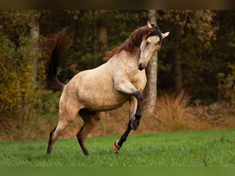 NRPS Mix Gelding 6 years 15,3 hh Buckskin in Oldeberkoop